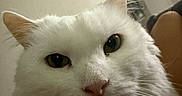 Versace James Ii is registered to the contest to win money with this photo: cat, white_cat, fluffy, fur, whiskers, pink_nose, green_eyes, close_up, portrait, pet, animal, indoors, home, couch, furniture, ears, face, staring, curious, photography