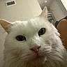 cat, white_cat, fluffy, fur, whiskers, pink_nose, green_eyes, close_up, portrait, pet, animal, indoors, home, couch, furniture, ears, face, staring, curious, photography