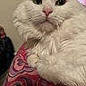 Versace James Ii joined the competition — help win amazing prizes! cat, white_cat, fluffy, long_hair, pet, animal, feline, green_eyes, pink_nose, whiskers, portrait, close_up, sitting, lying_down, indoors, home, colorful_fabric, patterned_blanket, focused, cute