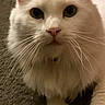 Versace James Ii joined the competition — help win amazing prizes! cat, white_cat, fluffy, long_hair, pet, animal, feline, whiskers, green_eyes, pink_nose, ears, paws, portrait, close_up, indoors, carpet, sitting, staring, cute, photograph
