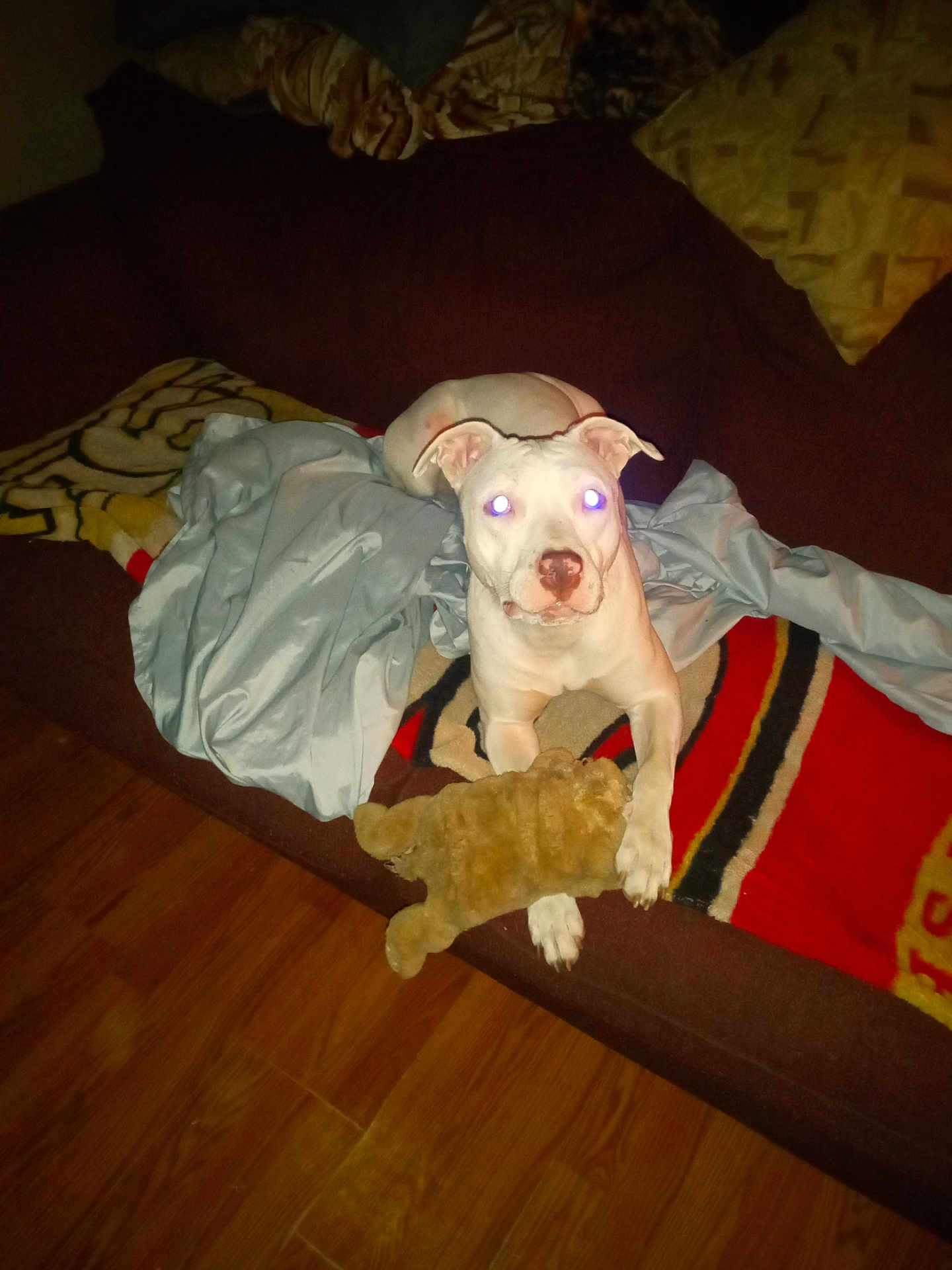 Snowy joined the competition — help win amazing prizes! animal, blanket, companion, couch, cozy, cute, dog, domestic, flash_effect, furniture, indoor, living_room, pet, playful, plush_toy, relaxed, resting, toy, white_dog, wooden_floor