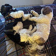 Marco joined the competition — help win amazing prizes! dog, bed, plaid, sleeping, fur, paw, tail, sweater, indoor, resting, cozy, cute, animal, pet, companion, two_dogs, black_and_white, brown_and_white, blanket, fur_texture