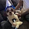 Marco is registered to the contest to win money with this photo: dog, birthday_hat, stuffed_animal, couch, tattoo, arm, white_shirt, pet, indoor, celebration, party, toy, small_dog, fur, seated, close_up, happy, animal, domestic, cute