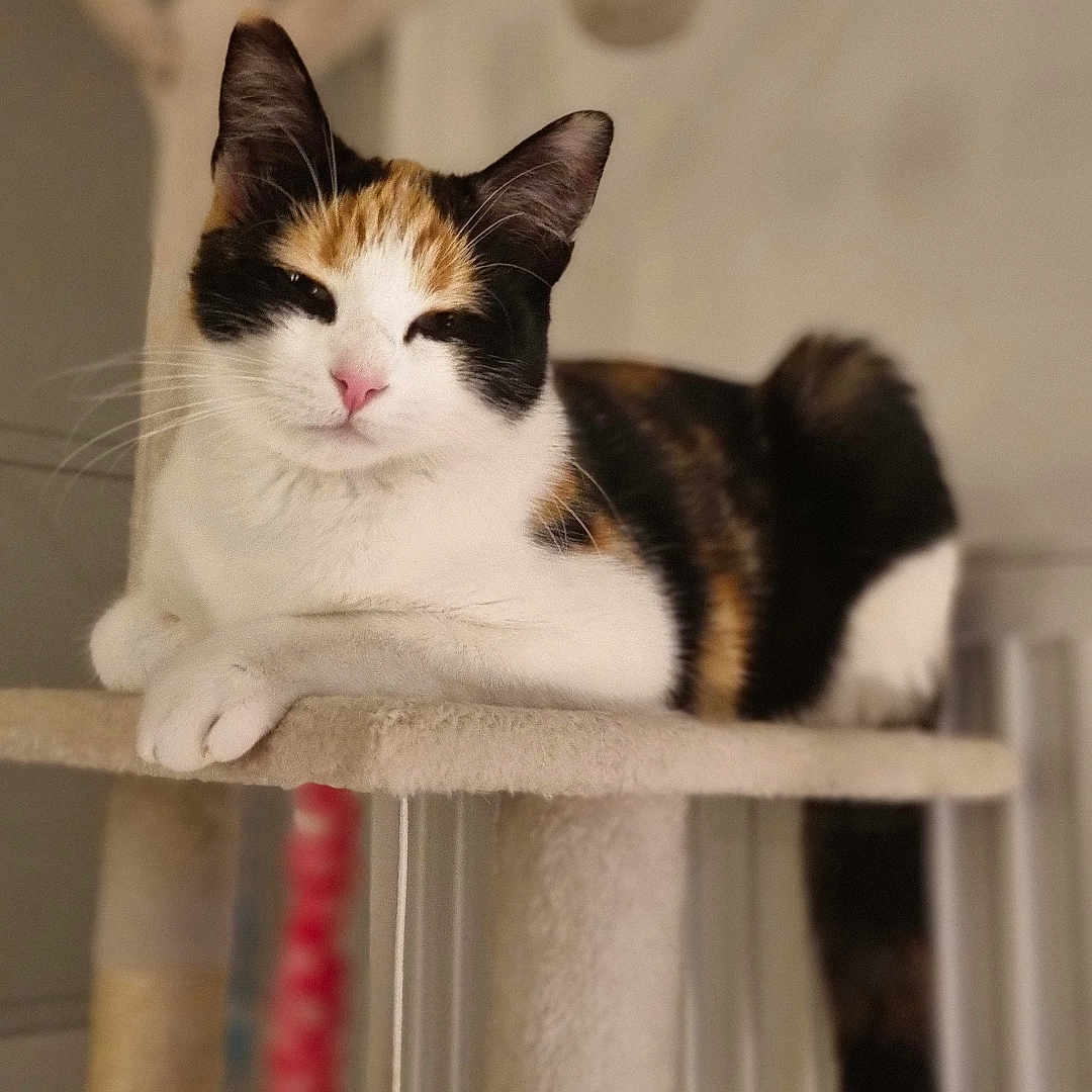 Nala participe au concours pour gagner de l'argent avec cette photo : animal, calico, cat, cat_tree, close_up, cozy, cute, domestic, feline, fur, indoor, paws, pet, pink_nose, relaxed, resting, sitting, soft_light, tail, whiskers