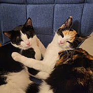 Nala a rejoint le concours — aidez-le/la à gagner de superbes lots ! affection, black_and_white_cat, calico_cat, cat, cats, chair, close_up, companions, cozy, cute, ears, feline, fur, hugging, indoor, pets, pink_nose, resting, two_animals, whiskers