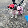 dog, small_dog, pet, canine, sunglasses, visor_hat, pink_dress, leopard_print, leash, pavement, bicycle_wheel, tire, parking_lot, asphalt, outdoors, cute, furry, standing, accessory, stylish