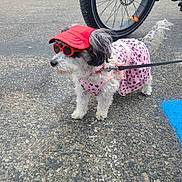 Lexi is registered to the contest to win money with this photo: dog, small_dog, pet, canine, sunglasses, visor_hat, pink_dress, leopard_print, leash, pavement, bicycle_wheel, tire, parking_lot, asphalt, outdoors, cute, furry, standing, accessory, stylish
