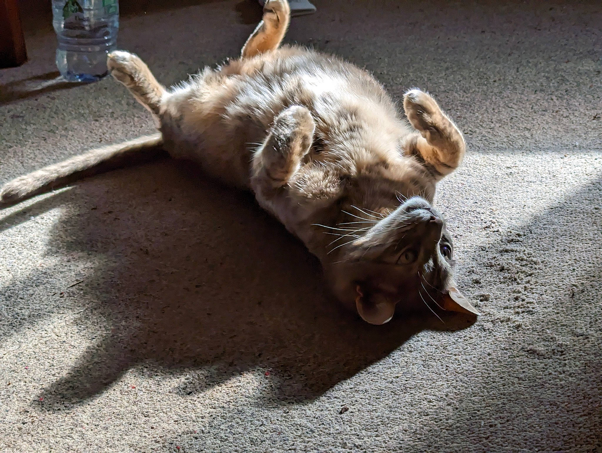 Donald joined the competition — help win amazing prizes! asphalt, canidae, carnivore, cat, claw, dog_breed, domestic_short_haired_cat, fawn, felidae, flooring, fur, paw, road_surface, shadow, small_to_medium_sized_cats, sporting_group, tail, terrestrial_animal, whiskers, wildlife