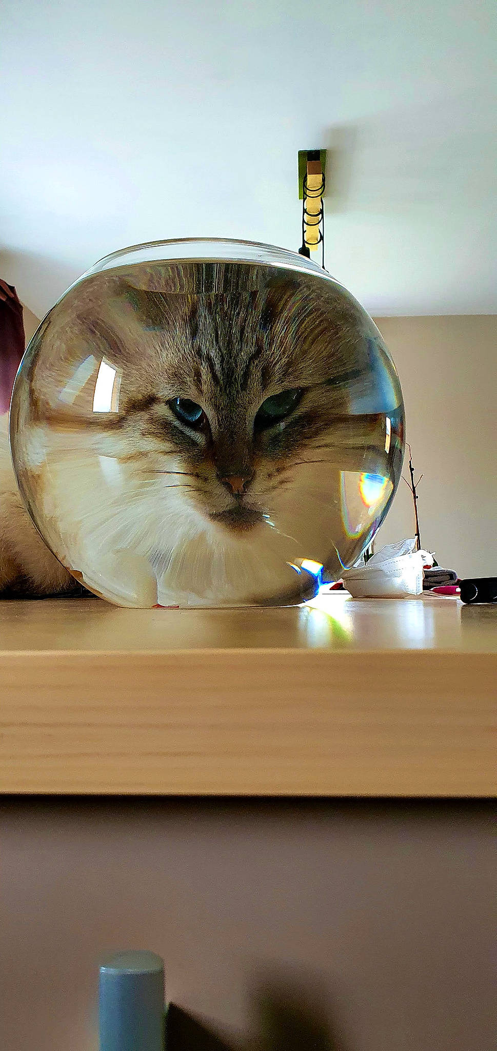 Ninou a rejoint le concours — aidez-le/la à gagner de superbes lots ! carnivore, cat, circle, claw, comfort, domestic_short_haired_cat, felidae, fur, glass, hardwood, paper_product, rectangle, room, small_to_medium_sized_cats, whiskers, window, wood