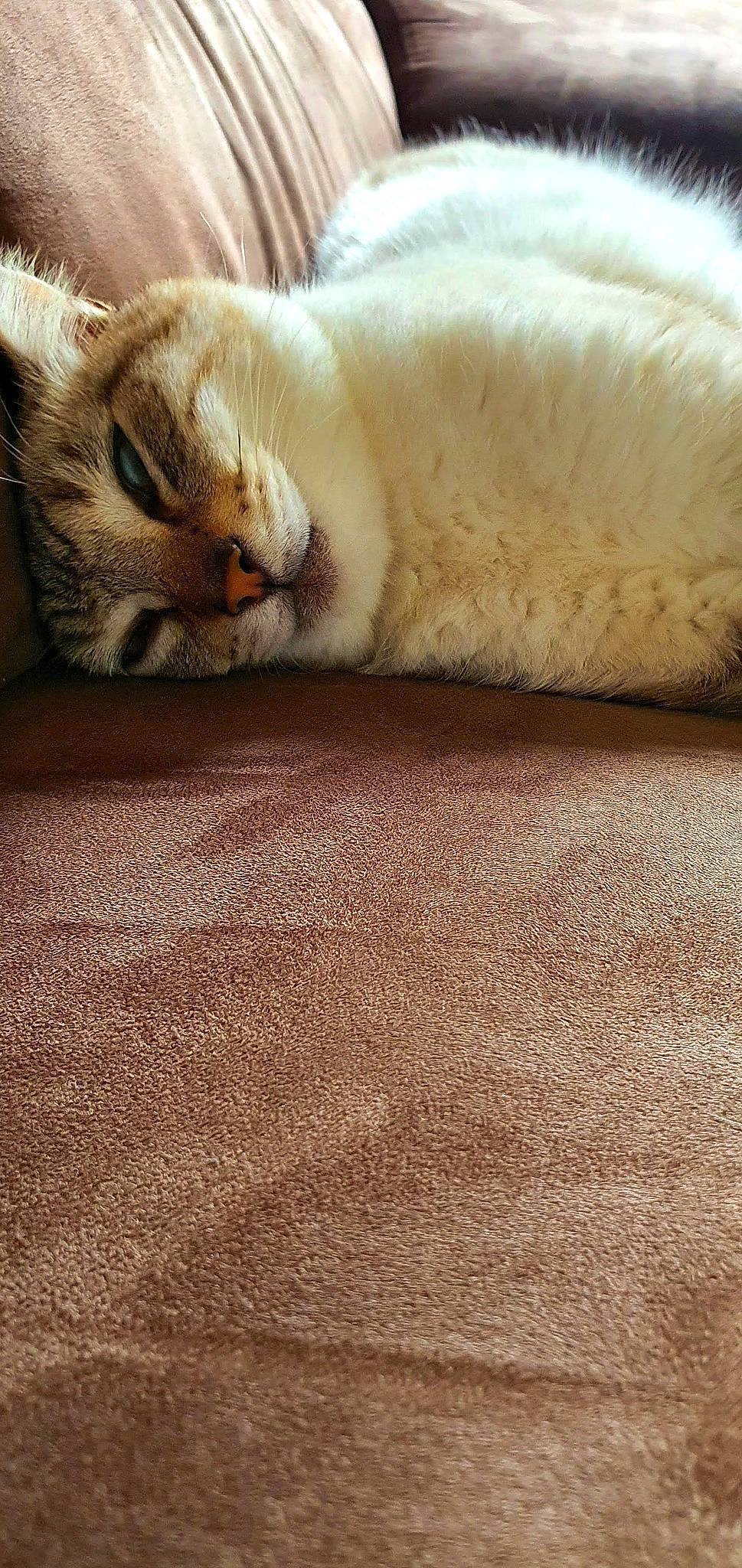 Ninou a rejoint le concours — aidez-le/la à gagner de superbes lots ! carnivore, carpet, cat, claw, comfort, domestic_short_haired_cat, fawn, felidae, flooring, fur, linens, nap, paw, small_to_medium_sized_cats, snout, tail, terrestrial_animal, textile, whiskers, wood