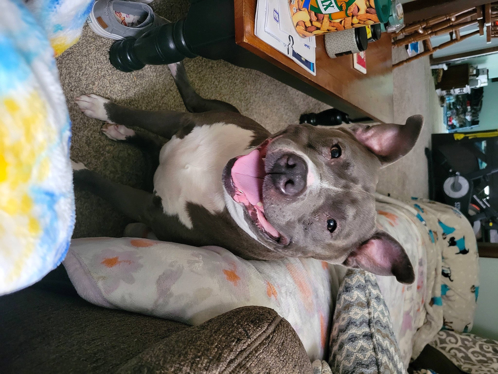 Scrappy is registered to the contest to win money with this photo: canidae, carnivore, collar, comfort, companion_dog, dog, dog_breed, fawn, foot, fur, guard_dog, non_sporting_group, picture_frame, snout, sporting_group, whiskers, working_animal