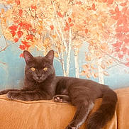 Cece is registered to the contest to win money with this photo: amber_eyes, autumn_colors, brown_cat, cat, couch, cozy, feline, floral_mural, fur, home, indoor, lounging, orange, paws, pet, portrait, relaxed, sofa, tail, whiskers