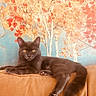 amber_eyes, autumn_colors, brown_cat, cat, couch, cozy, feline, floral_mural, fur, home, indoor, lounging, orange, paws, pet, portrait, relaxed, sofa, tail, whiskers