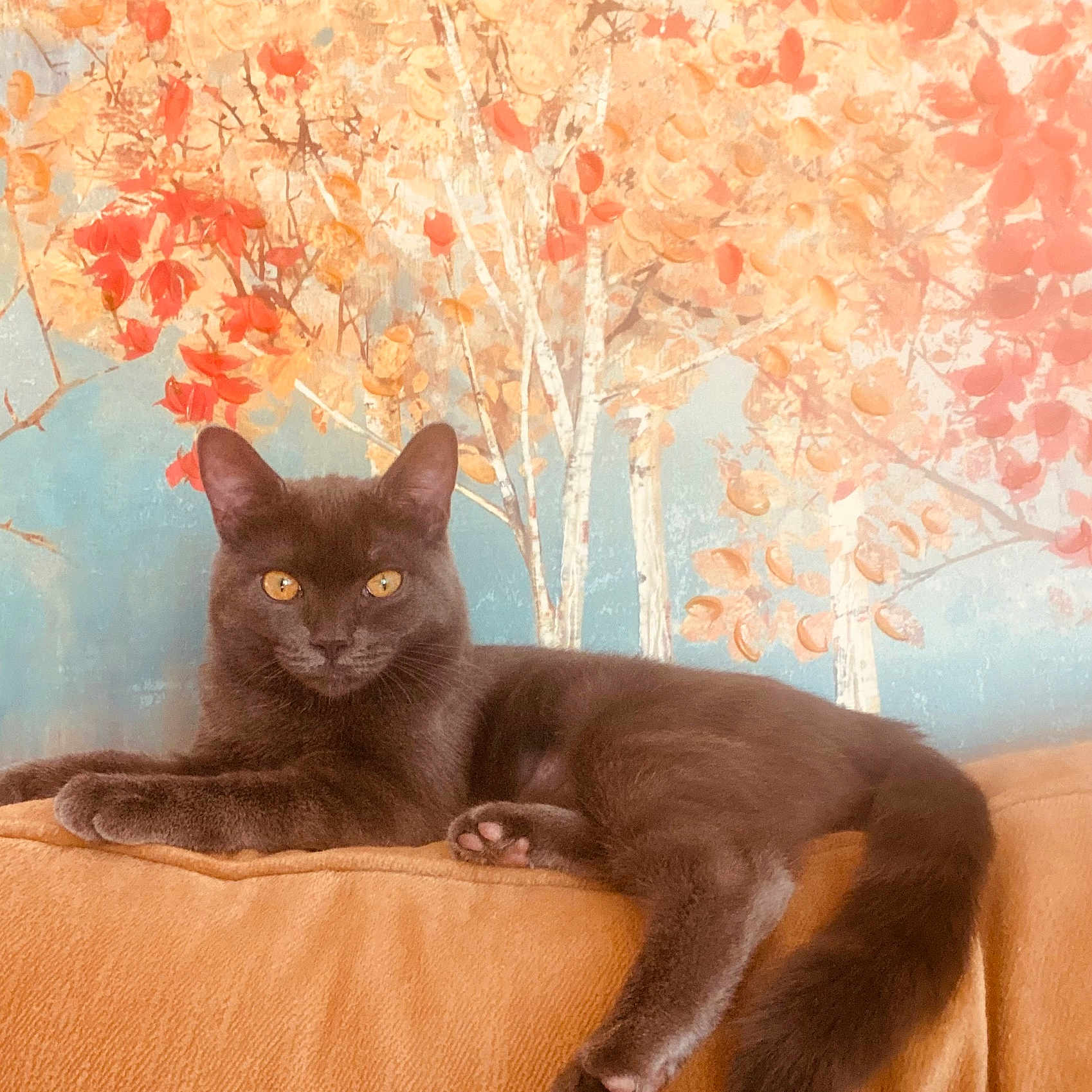 Cece