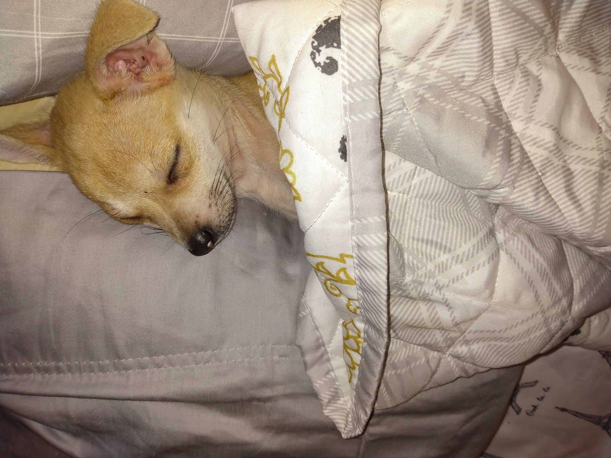 Buddy is registered to the contest to win money with this photo: bed, bedding, canidae, carnivore, comfort, companion_dog, dog, dog_breed, dog_supply, duvet, fawn, fur, linens, nap, pillow, snout, sporting_group, toy_dog, whiskers, working_animal