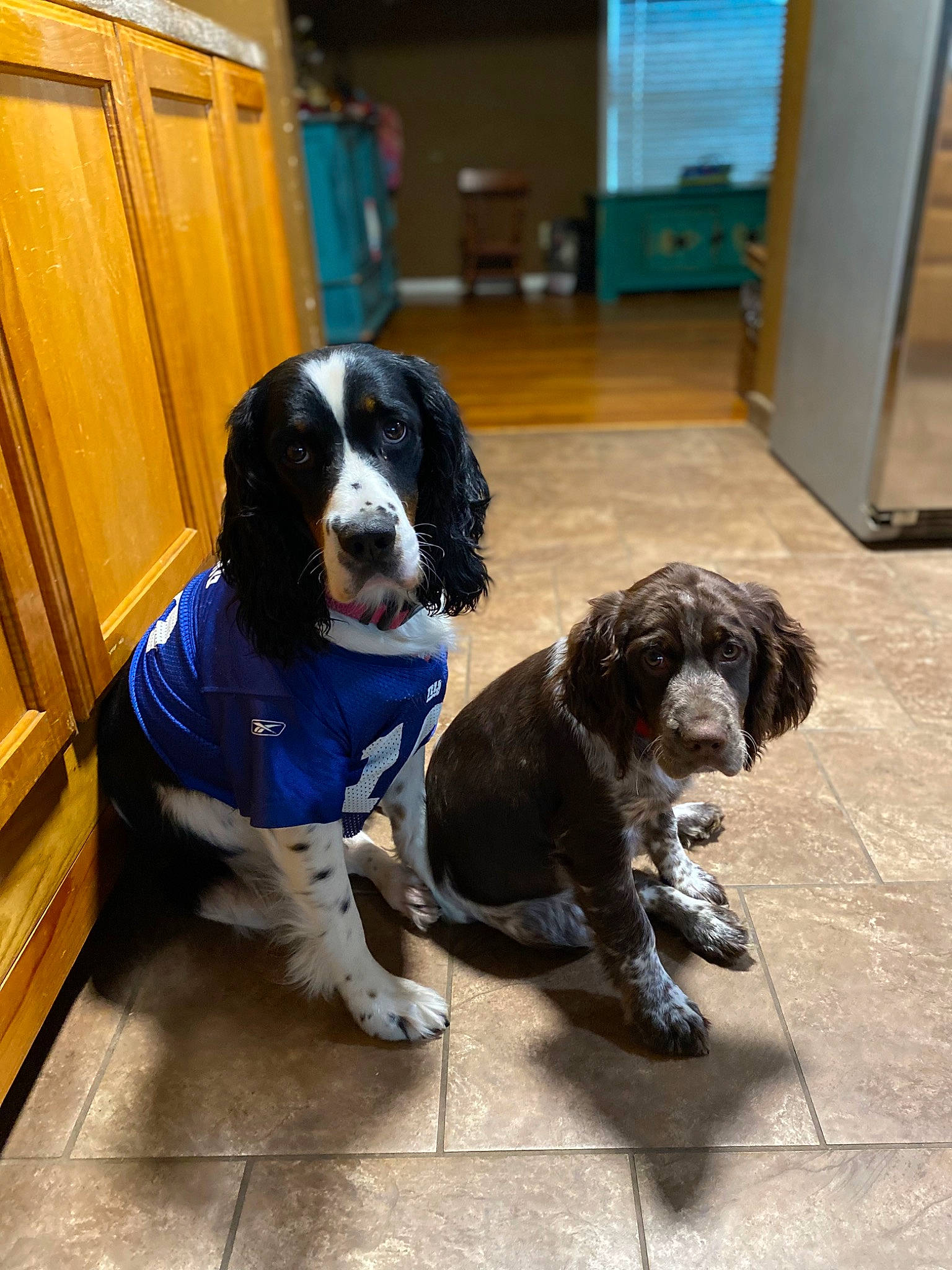 Powers Girl joined the competition — help win amazing prizes! cabinetry, canidae, carnivore, chair, companion_dog, cupboard, dog, dog_breed, door, flooring, fur, gun_dog, hardwood, room, snout, sporting_group, tail, wood, working_animal, working_dog