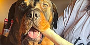 Buck is registered to the contest to win money with this photo: dog, rottweiler, bone, pet, animal, mouth, indoor, person, shirt, quilt, brown, black, fur, paw, face, relaxed, light, cozy, closeup, companion