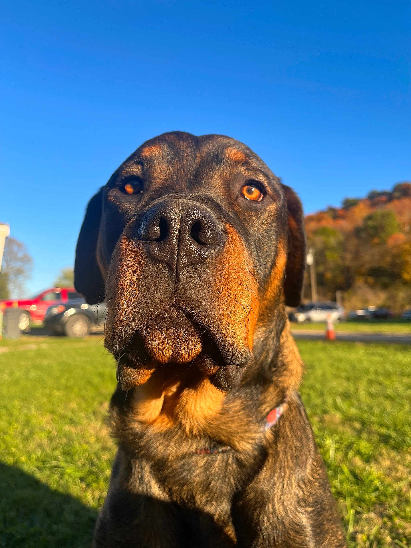 Buck is registered to the contest to win money with this photo: dog, close_up, outdoor, grass, blue_sky, sunlight, animal, pet, canine, nature, autumn, tree, vehicle, park, daytime, nose, fur, portrait, mammal, friendly