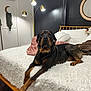 Buck is registered to the contest to win money with this photo: dog, rottweiler, bed, bedroom, lamp, pillow, blanket, mirror, wall_decor, furniture, pet, animal, indoors, relaxed, canine, resting, fur, wood_floor, cozy, modern