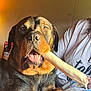 Buck joined the competition — help win amazing prizes! dog, rottweiler, bone, pet, animal, mouth, indoor, person, shirt, quilt, brown, black, fur, paw, face, relaxed, light, cozy, closeup, companion