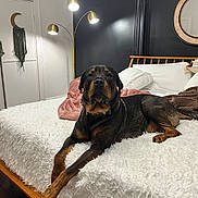 Buck is registered to the contest to win money with this photo: dog, rottweiler, bed, bedroom, lamp, pillow, blanket, mirror, wall_decor, furniture, pet, animal, indoors, relaxed, canine, resting, fur, wood_floor, cozy, modern