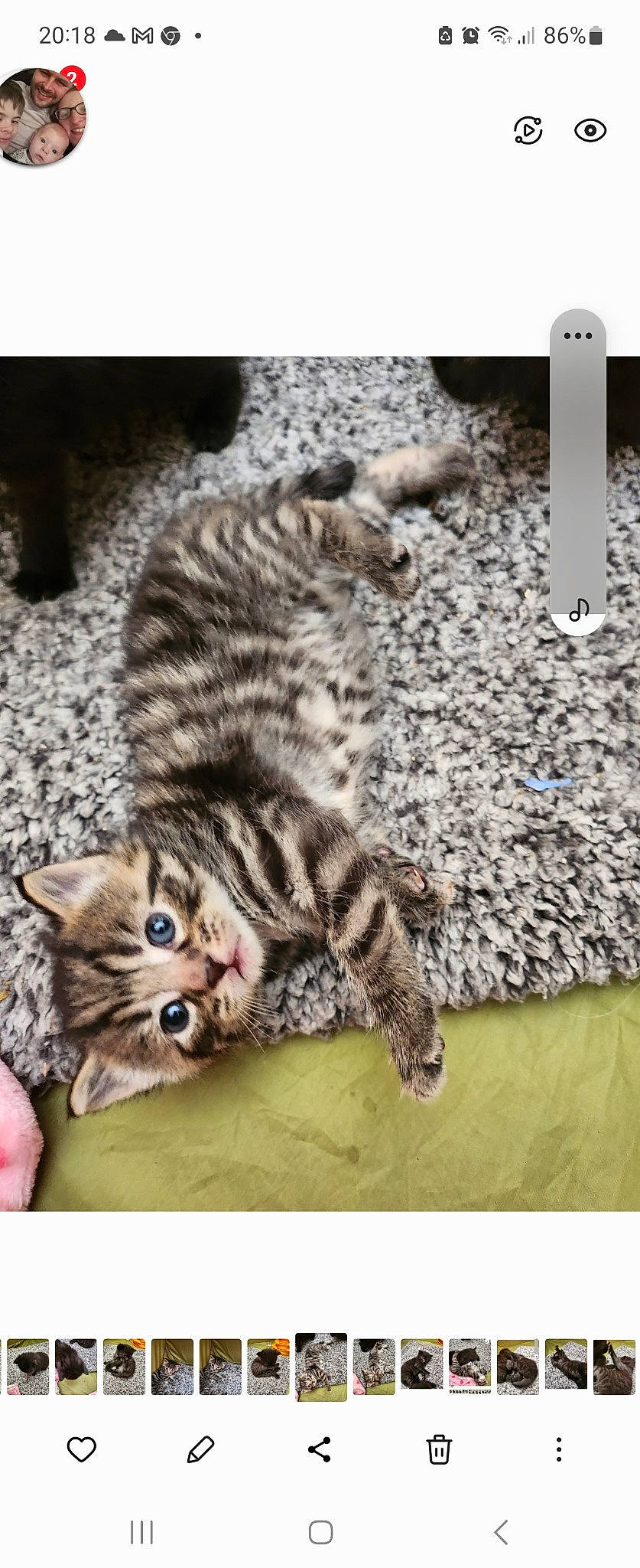 Loki joined the competition — help win amazing prizes! carnivore, cat, claw, comfort, domestic_short_haired_cat, felidae, foot, fur, organism, paw, photo_caption, photography, rectangle, sitting, small_to_medium_sized_cats, snout, tail, terrestrial_animal, whiskers