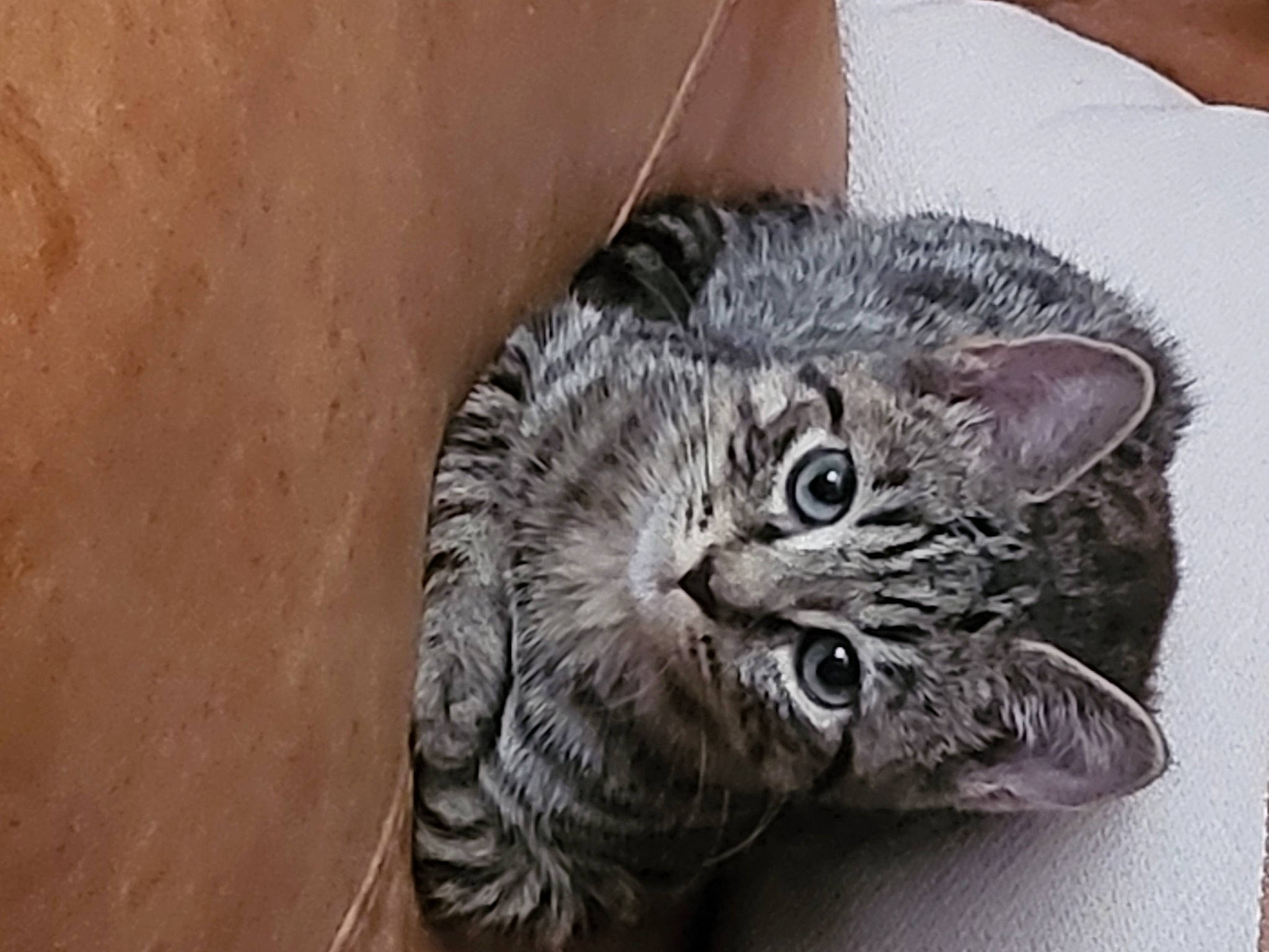 Lillie is registered to the contest to win money with this photo: carnivore, cat, claw, domestic_short_haired_cat, door, felidae, fur, grey, paw, small_to_medium_sized_cats, snout, tail, terrestrial_animal, whiskers, wildlife