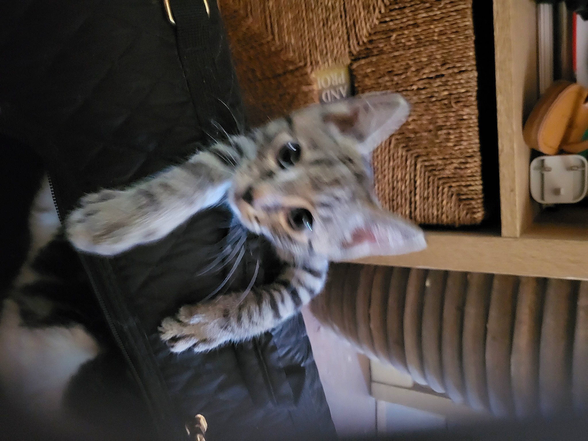 Lillie joined the competition — help win amazing prizes! big_cats, canidae, carnivore, cat, claw, comfort, domestic_short_haired_cat, felidae, fur, mug, paw, room, small_to_medium_sized_cats, snout, tail, terrestrial_animal, toy, whiskers, wildlife, wood