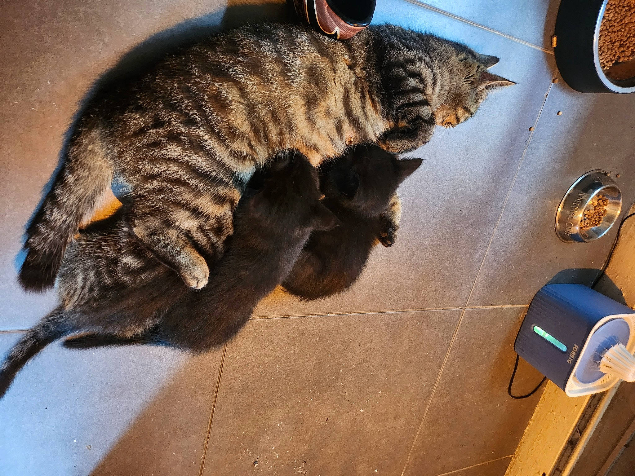 Lillie joined the competition — help win amazing prizes! carnivore, cat, comfort, domestic_short_haired_cat, felidae, flooring, fur, hardwood, ingredient, kitchen_utensil, paw, plate, serveware, small_to_medium_sized_cats, snout, tableware, tail, terrestrial_animal, whiskers, wood