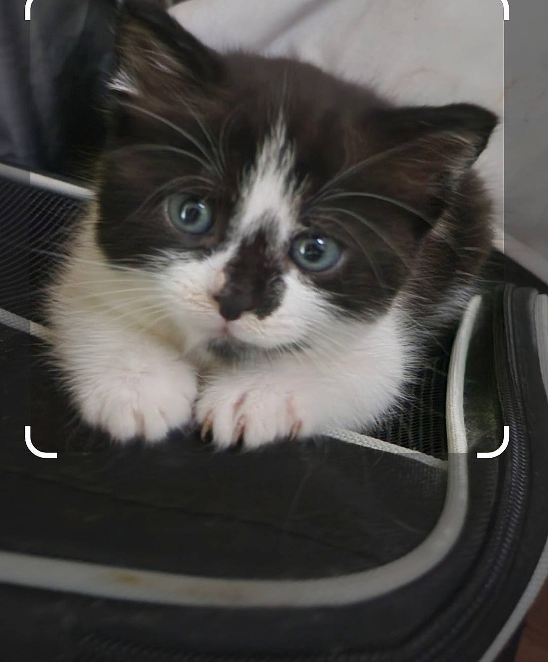 Lucy joined the competition — help win amazing prizes! basket, box, cardboard, carnivore, cat, cat_supply, chair, comfort, domestic_short_haired_cat, felidae, fur, paw, pet_supply, photo_caption, sitting, small_to_medium_sized_cats, snout, square, tail, whiskers