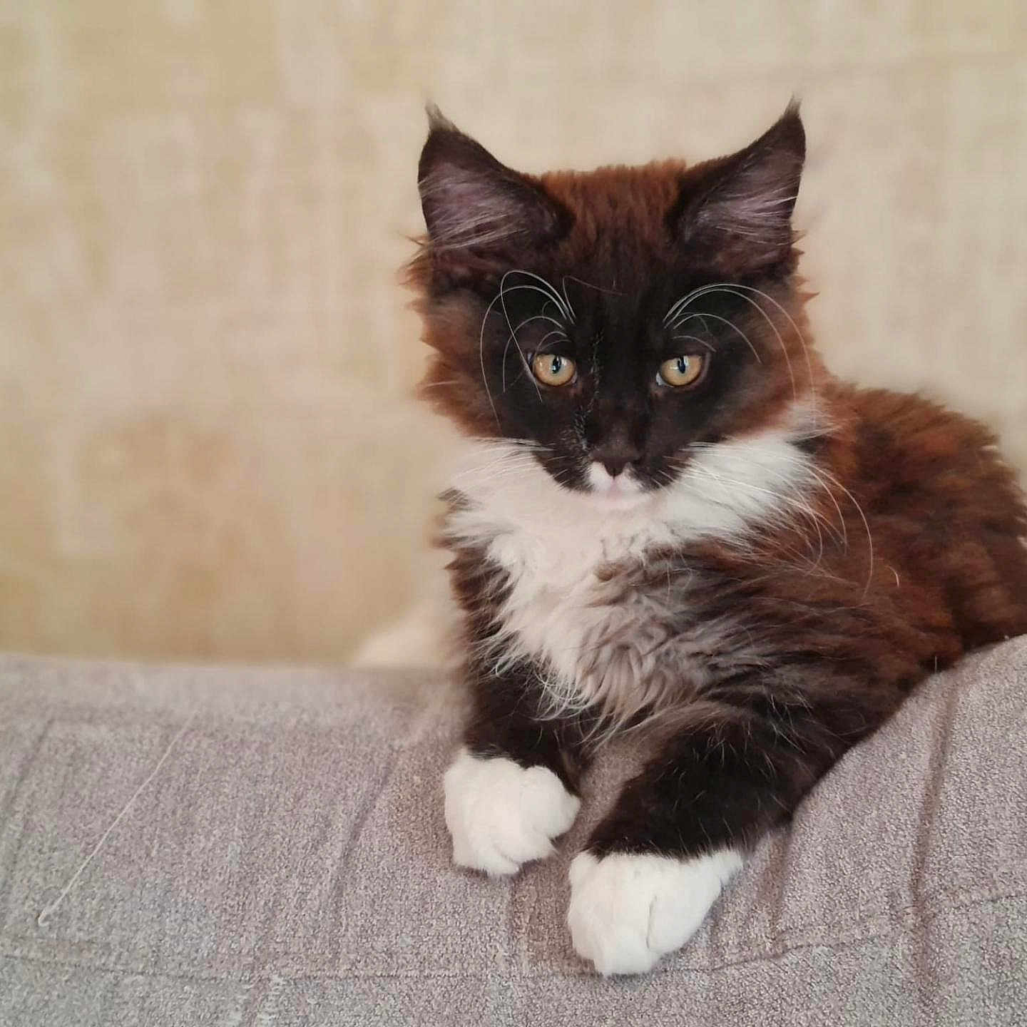 Alès participe au concours pour gagner de l'argent avec cette photo : black_and_white, cat, closeup, couch, curious, domestic_animal, feline, fluffy, fur, indoor, kitten, paws, pet, portrait, relaxed, resting, soft_background, whiskers, yellow_eyes, young_animal