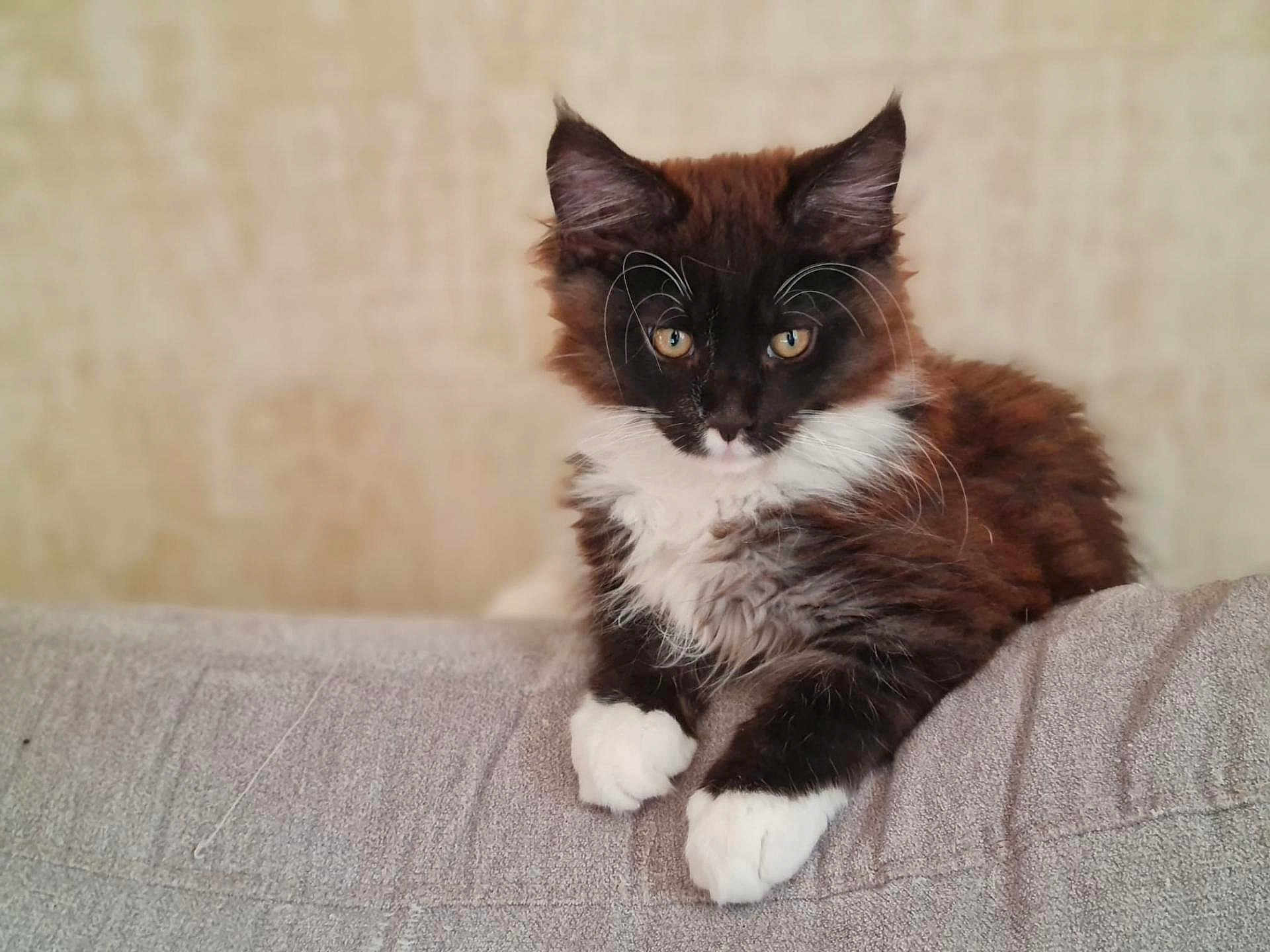 Alès participe au concours pour gagner de l'argent avec cette photo : cat, kitten, fluffy, black_and_white, yellow_eyes, couch, indoor, pet, feline, young_animal, resting, curious, whiskers, paws, fur, domestic_animal, closeup, portrait, relaxed, soft_background