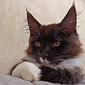 Lou-Ann S.