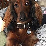 Pablo a rejoint le concours — aidez-le/la à gagner de superbes lots ! dog, dachshund, long_hair, pet, collar, bed, indoor, brown, black, animal, cute, close_up, fur, ears, face, paw, resting, domestic, companion, canine