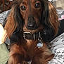 dog, dachshund, long_hair, pet, collar, bed, indoor, brown, black, animal, cute, close_up, fur, ears, face, paw, resting, domestic, companion, canine