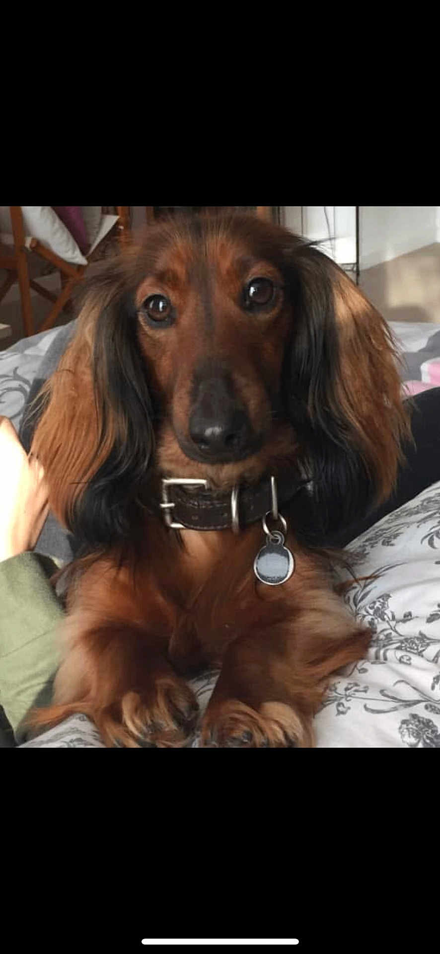 Pablo a rejoint le concours — aidez-le/la à gagner de superbes lots ! dog, dachshund, long_hair, pet, collar, bed, indoor, brown, black, animal, cute, close_up, fur, ears, face, paw, resting, domestic, companion, canine