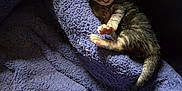 Mihos joined the competition — help win amazing prizes! kitten, sleeping, newborn, cat, blanket, purple, soft, cozy, fur, paws, young, animal, cute, resting, small, indoor, peaceful, comfort, nap, feline