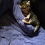 kitten, sleeping, newborn, cat, blanket, purple, soft, cozy, fur, paws, young, animal, cute, resting, small, indoor, peaceful, comfort, nap, feline