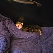 Mihos joined the competition — help win amazing prizes! kitten, newborn, sleeping, purple_blanket, toy, cozy, animal, pet, fur, small, cute, resting, indoor, soft, tiny, peaceful, mammal, feline, young, blanket