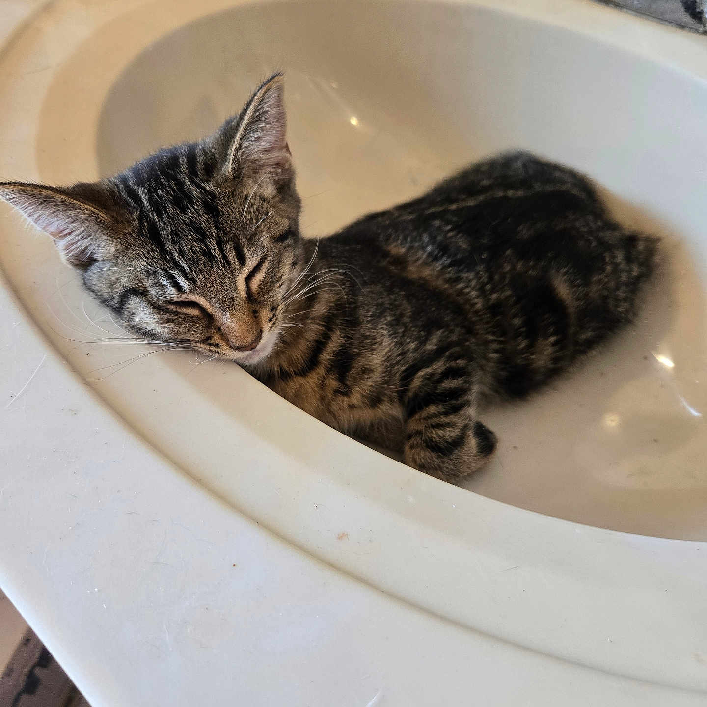 Mihos joined the competition — help win amazing prizes! bathroom, cat, close_up, cute, domestic_animal, feline, fur, household, indoor, kitten, pet, quiet, relaxing, resting, sink, sleeping, small_animal, tabby, whiskers, young_cat