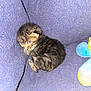 kitten, sleeping, purple_blanket, cozy, small, fur, pet, animal, cute, resting, young, indoors, plush_toy, soft_texture, curled_up, feline, tiny, comfort, peaceful, nap