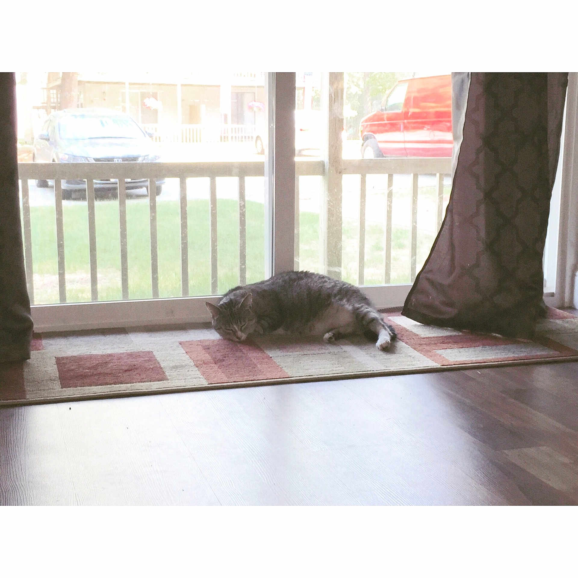 Bella joined the competition — help win amazing prizes! bed, cat, floor, flooring, furniture, interior_design, product, table, textile, wood