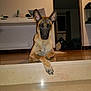 Nexy a rejoint le concours — aidez-le/la à gagner de superbes lots ! belgian_shepherd, belgian_shepherd_malinois, black_mouth_cur, canidae, carnivore, dog, dog_breed, fawn, german_shepherd_dog, mammal, old_german_shepherd_dog, snout, vertebrate, working_dog