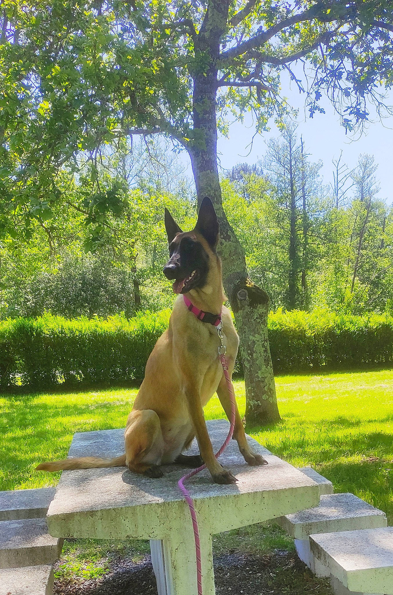 Nexy participe au concours pour gagner de l'argent avec cette photo : canidae, carnivore, companion_dog, dog, dog_breed, fawn, felidae, garden, grass, green, groundcover, lawn, leisure, plant, recreation, sky, sporting_group, tail, tree, trunk