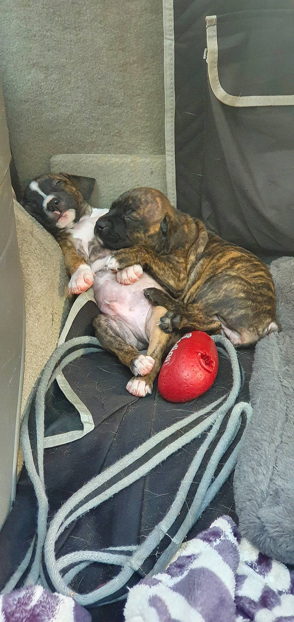 Scooby a rejoint le concours — aidez-le/la à gagner de superbes lots ! bulldog, canidae, carnivore, comfort, companion_dog, couch, dog, dog_breed, dog_supply, fawn, fur, grey, linens, paw, snout, sporting_group, tail, toy, whiskers, working_animal