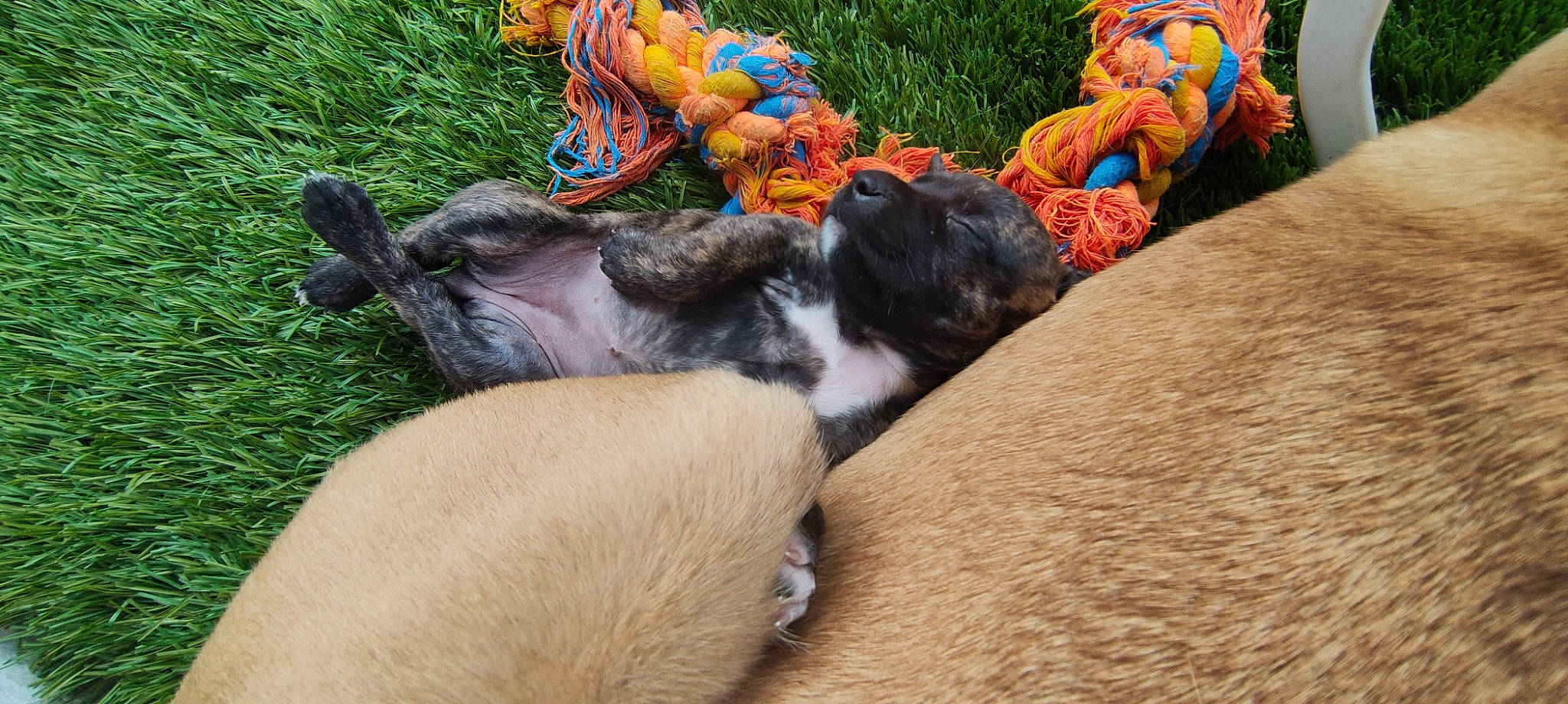 Skull a rejoint le concours — aidez-le/la à gagner de superbes lots ! canidae, comfort, companion_dog, dog_breed, event, fawn, felidae, foot, fur, grass, human_leg, plant, soil, sporting_group, tail, thigh, thread, wool, woolen, working_animal