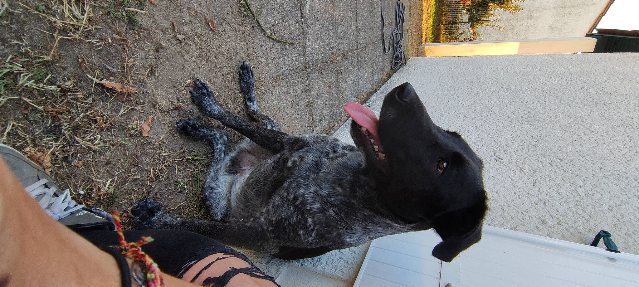 Cipo a rejoint le concours — aidez-le/la à gagner de superbes lots ! canidae, carnivore, collar, companion_dog, dog, dog_breed, dog_collar, fawn, felidae, fur, guard_dog, non_sporting_group, plant, small_to_medium_sized_cats, snout, sporting_group, tail, terrestrial_animal, whiskers, working_animal