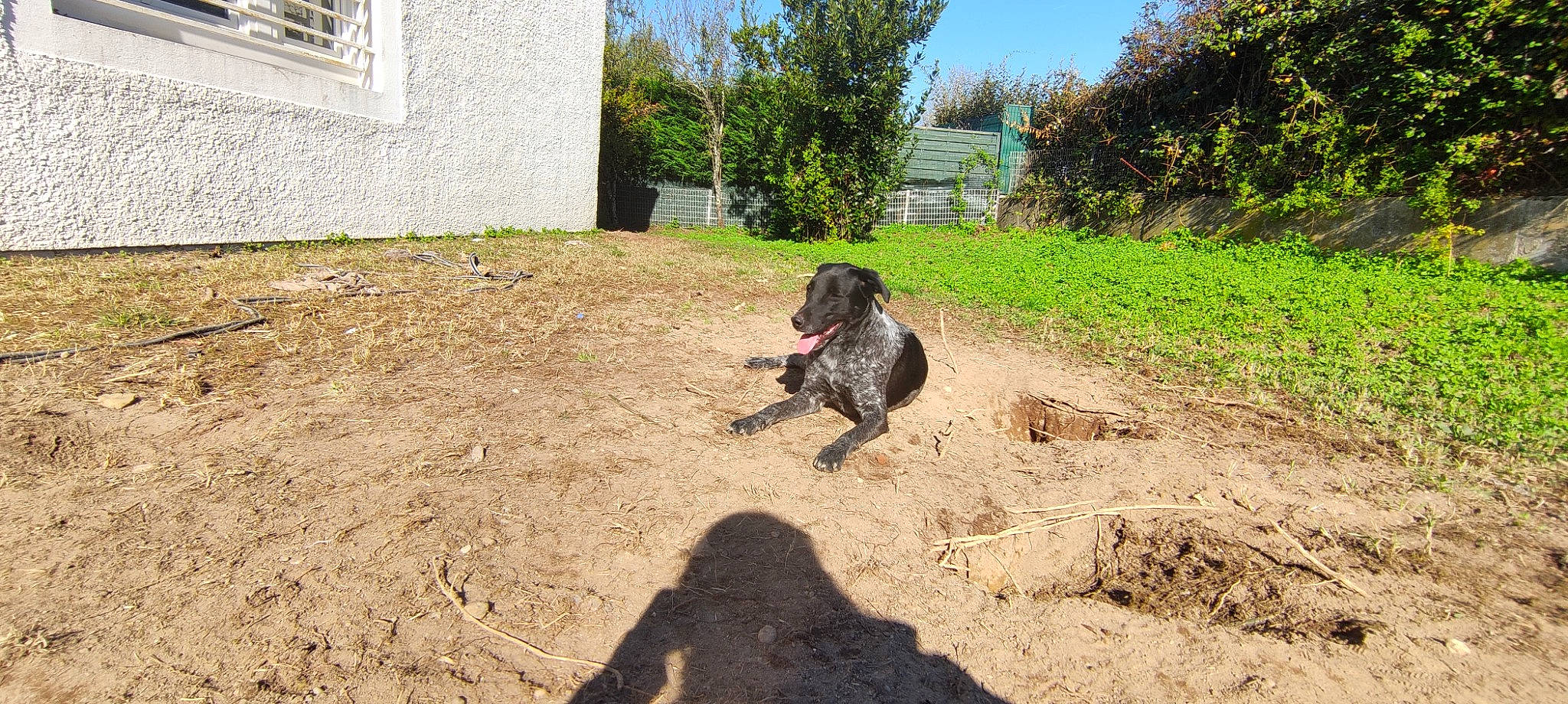 Cipo participe au concours pour gagner de l'argent avec cette photo : ball, building, carnivore, companion_dog, dog, dog_breed, door, fawn, grass, house, landscape, leash, plant, sky, snout, sporting_group, tail, tree, window, working_animal