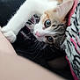 Indian participe au concours pour gagner de l'argent avec cette photo : american_shorthair, asian, carnivore, cat, domestic_short_haired_cat, ear, european_shorthair, eye, felidae, fur, hand, kitten, leg, paw, polydactyl_cat, shoe, small_to_medium_sized_cats, whiskers