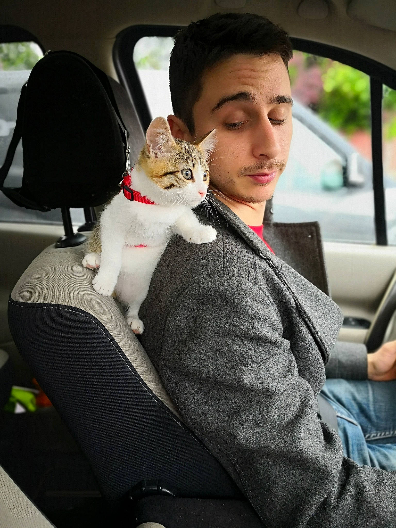 Indian participe au concours pour gagner de l'argent avec cette photo : auto_part, car, car_seat, car_seat_cover, carnivore, cat, driving, family_car, felidae, passenger, person, seat_belt, sitting, small_to_medium_sized_cats, vehicle, vehicle_door, whiskers
